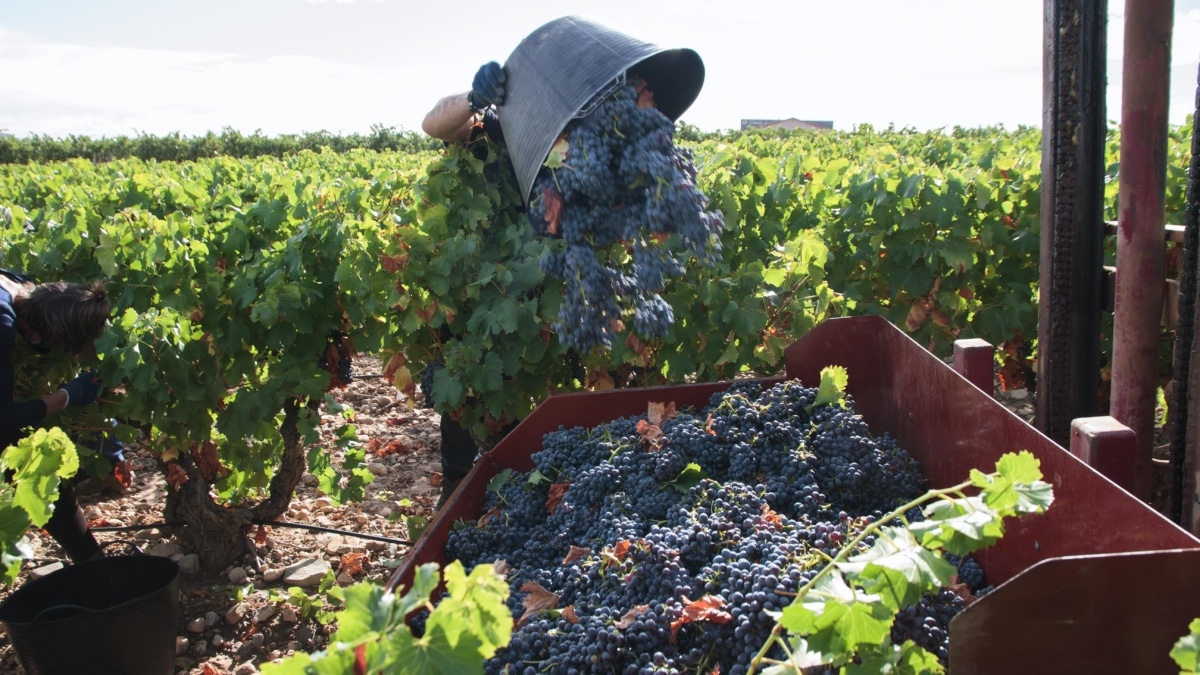 Un vendimiador recoge uvas