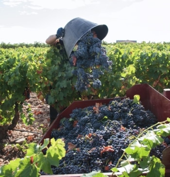 Arrancar miles de viñedos: la salvación que piden los viticultores