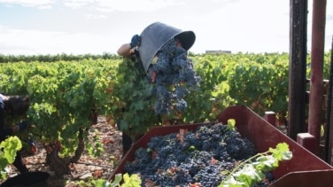 Arrancar miles de viñedos: la salvación que piden los viticultores y que rechaza Planas