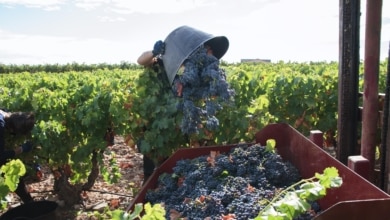 Arrancar miles de viñedos: la salvación que piden los viticultores y que rechaza Planas