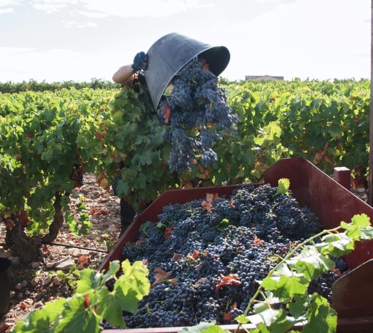 Arrancar miles de viñedos: la salvación que piden los viticultores y que rechaza Planas