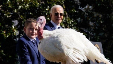 Biden perdona a sus últimos pavos por Acción de Gracias