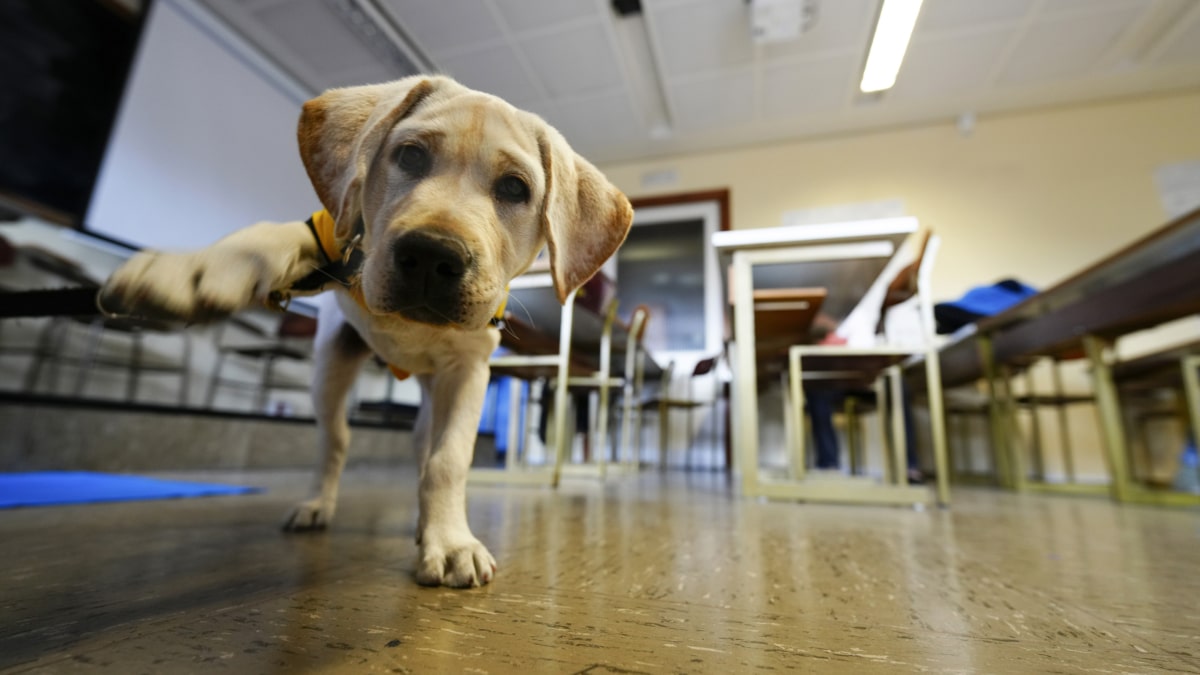 Cachorro de labrador