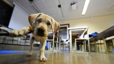 Se buscan voluntarios fuera de Madrid para cuidar cachorros de perros guía