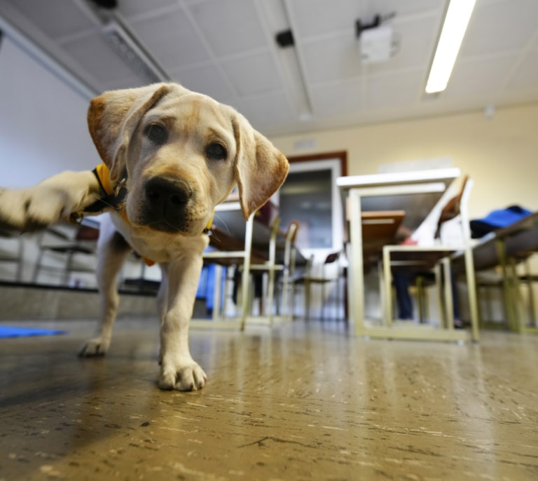 Se buscan voluntarios fuera de Madrid para cuidar cachorros de perros guía