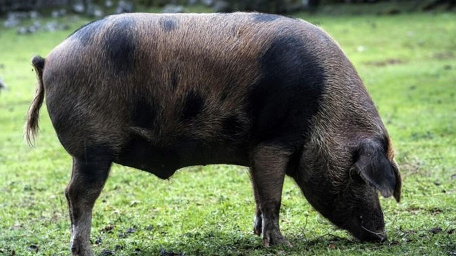 Ejemplares de cerdo manchado que viven en libertad desde el nacimiento /EFE