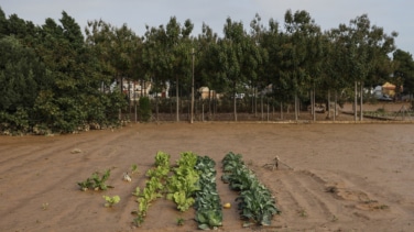 Cítrico, caqui y viñedo: así se reparte el daño en las 50.000 fincas azotadas por la DANA