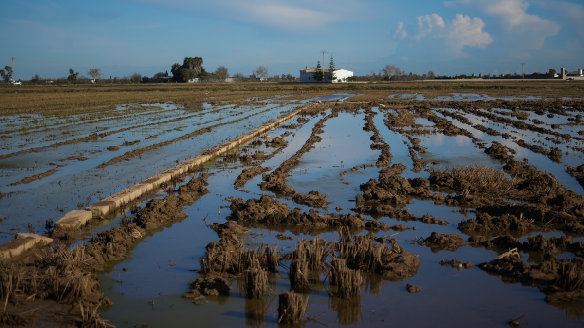 Arrozales tras el paso de la DANA en la Comunidad Valenciana