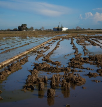 Las catástrofes naturales encarecen más la cesta de la compra de los [...]