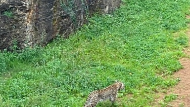 El personal de Cabárceno mató a Yala, un leopardo que se escapó, porque dormirlo era muy arriesgado