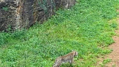 El personal de Cabárceno mató a Yala, un leopardo que se escapó, porque dormirlo era muy arriesgado