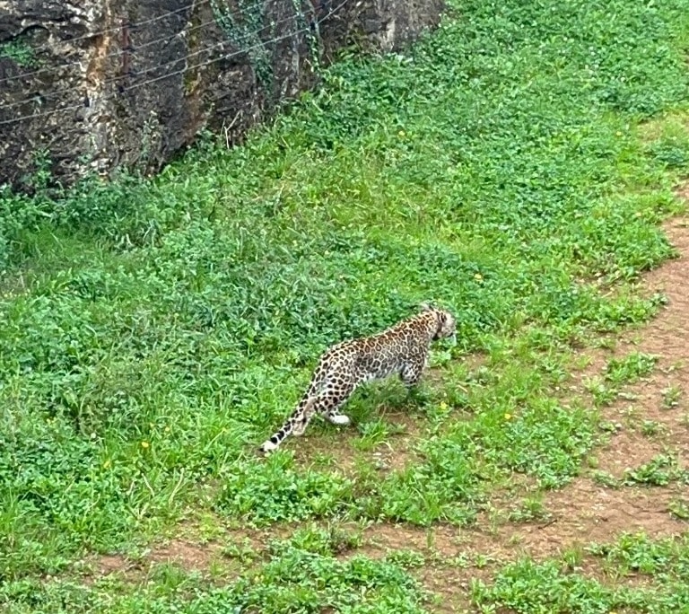 El personal de Cabárceno mató a Yala, un leopardo que se escapó, porque dormirlo era muy arriesgado