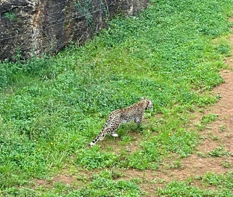 Cabárceno leopardo