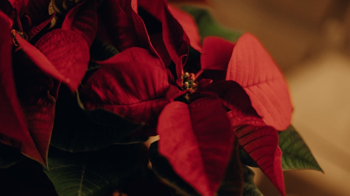 Una flor de Pascua