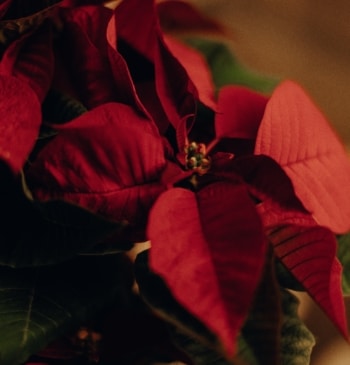 Una flor de Pascua