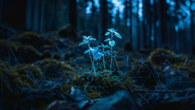 El potencial de la bioluminiscencia: ¿podemos iluminar ciudades solo con plantas?