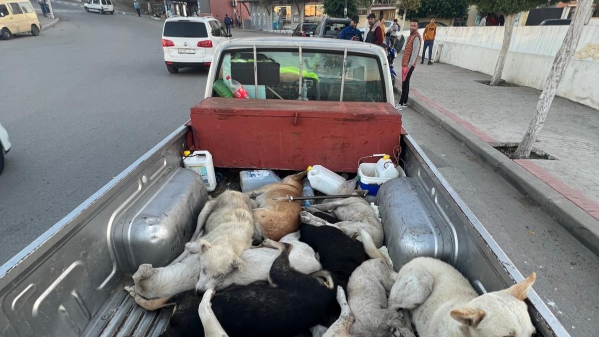 Exigen dejar a Marruecos sin Mundial por matar más de 300.000 perros al año