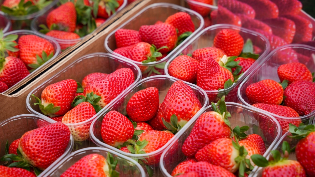 Fresas, foto de archivo