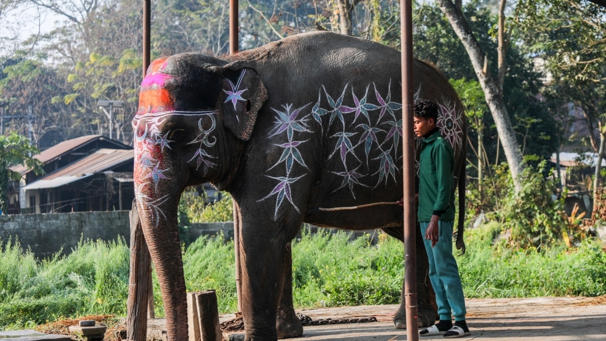 Foto de archivo de un elefante