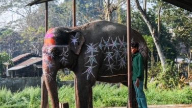 Muere una turista española al ser atacada por un elefante en Tailandia