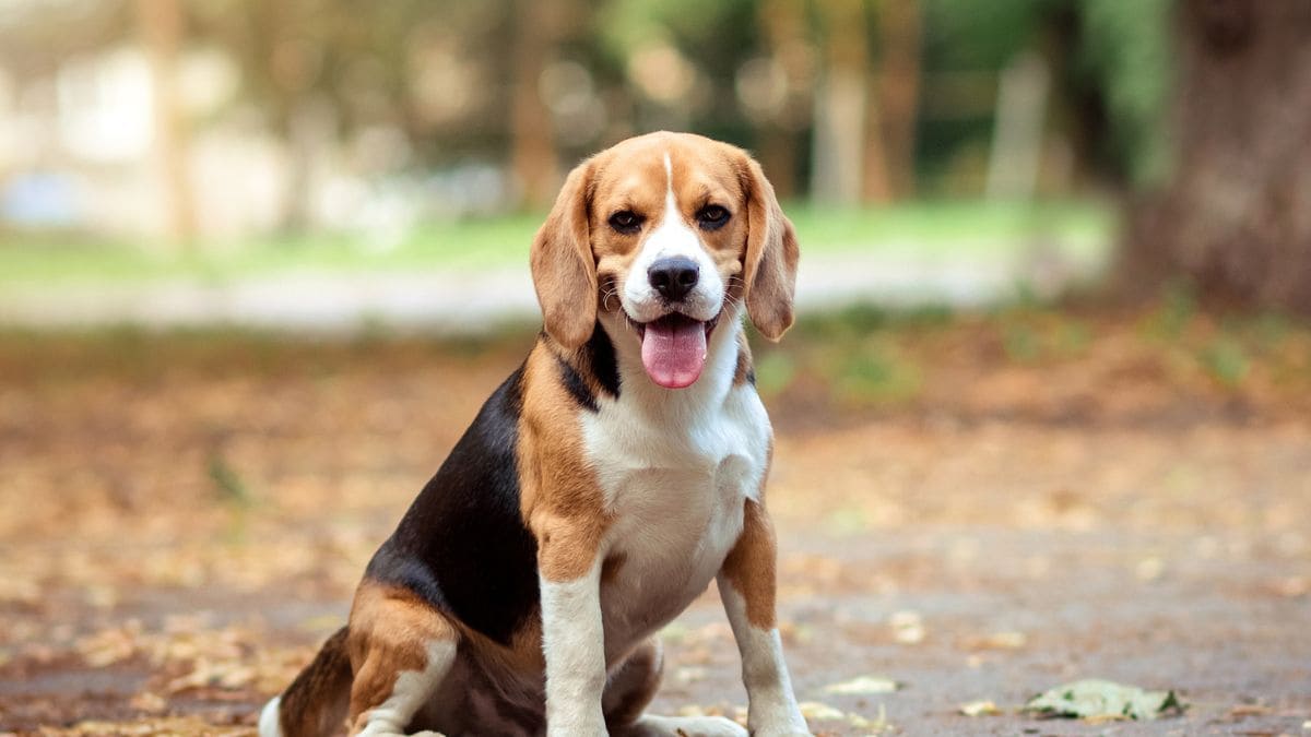 Impuestos mascotas