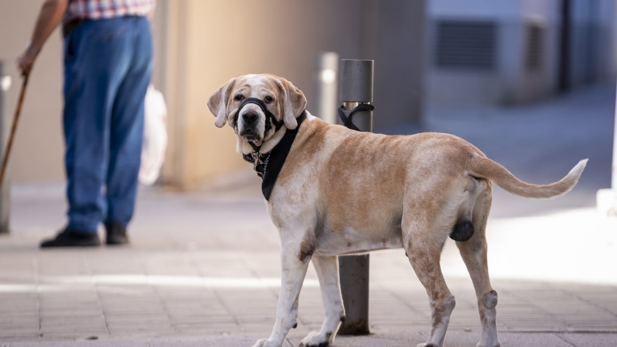 Esto te puede costar dejar a tu perro atado en la calle