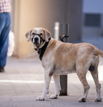 Esto te puede costar dejar a tu perro atado en la calle