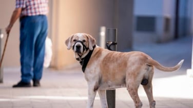 Esto te puede costar dejar a tu perro atado en la calle