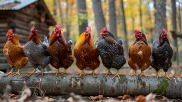 Las gallinas y aves de corral no podrán estar al aire libre por el aumento de riesgo de gripe aviar