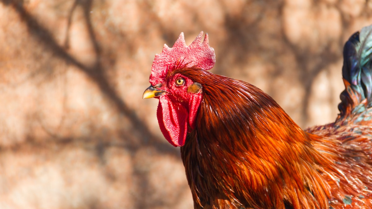 Los virus que provocan la enfermedad en las aves pueden experimentar cambios genéticos