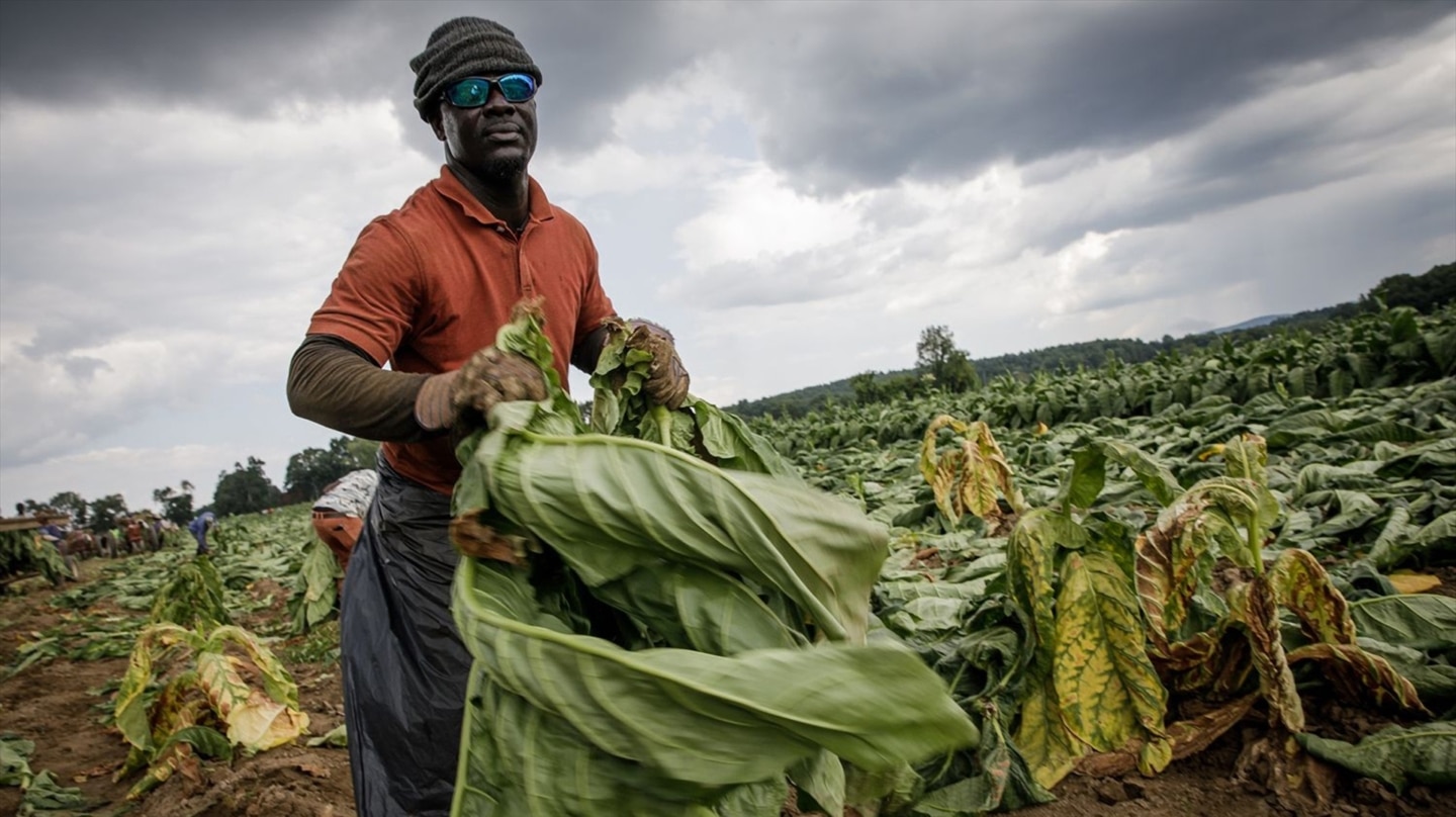 Un trabajador de origen jamaicano trabaja en un campo de tabaco en Enfield, Estados Unidos. Imagen de archivo.