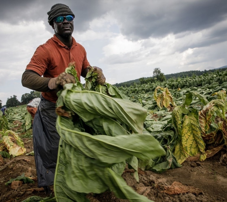 Las deportaciones de Trump asustan a los inmigrantes y ponen sobre alerta a los agricultores