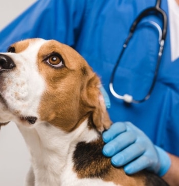 Los veterinarios denuncian la nueva ley que pone en peligro a los [...]