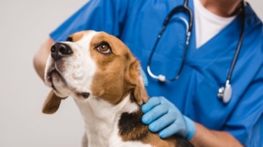 Los veterinarios denuncian la nueva ley que pone en peligro a los animales