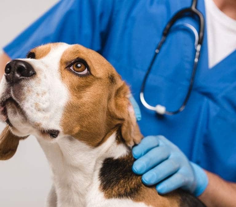 Los veterinarios denuncian la nueva ley que pone en peligro a los animales