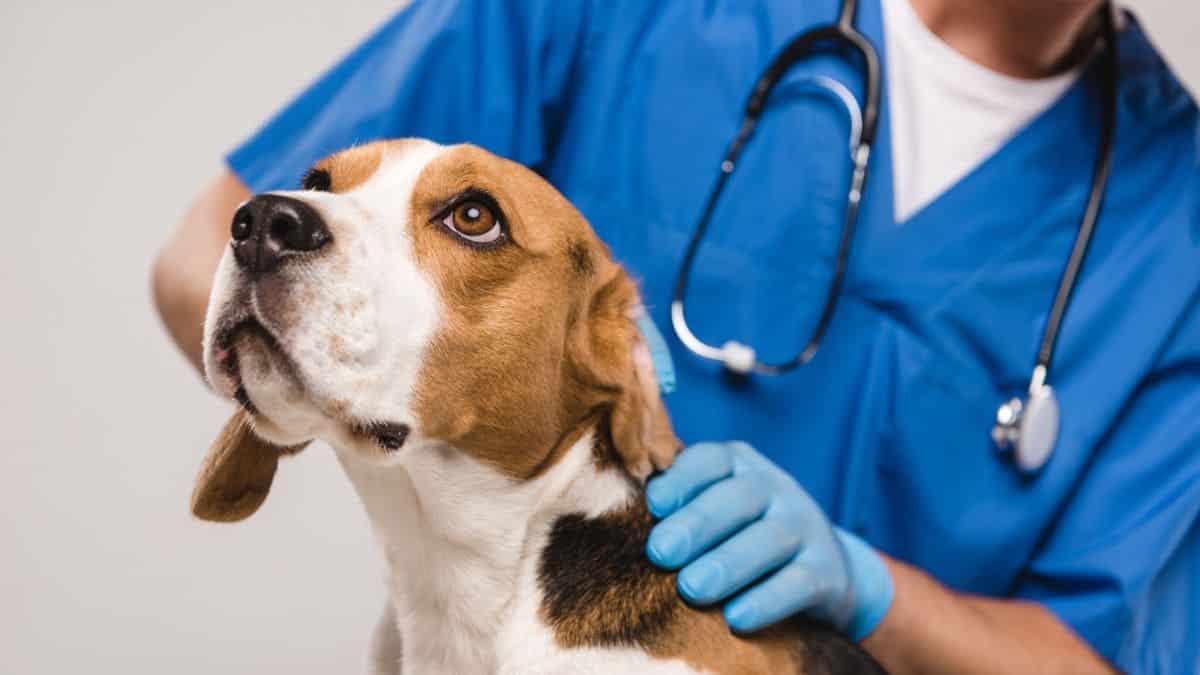 Veterinarios denuncian ley peligro animales