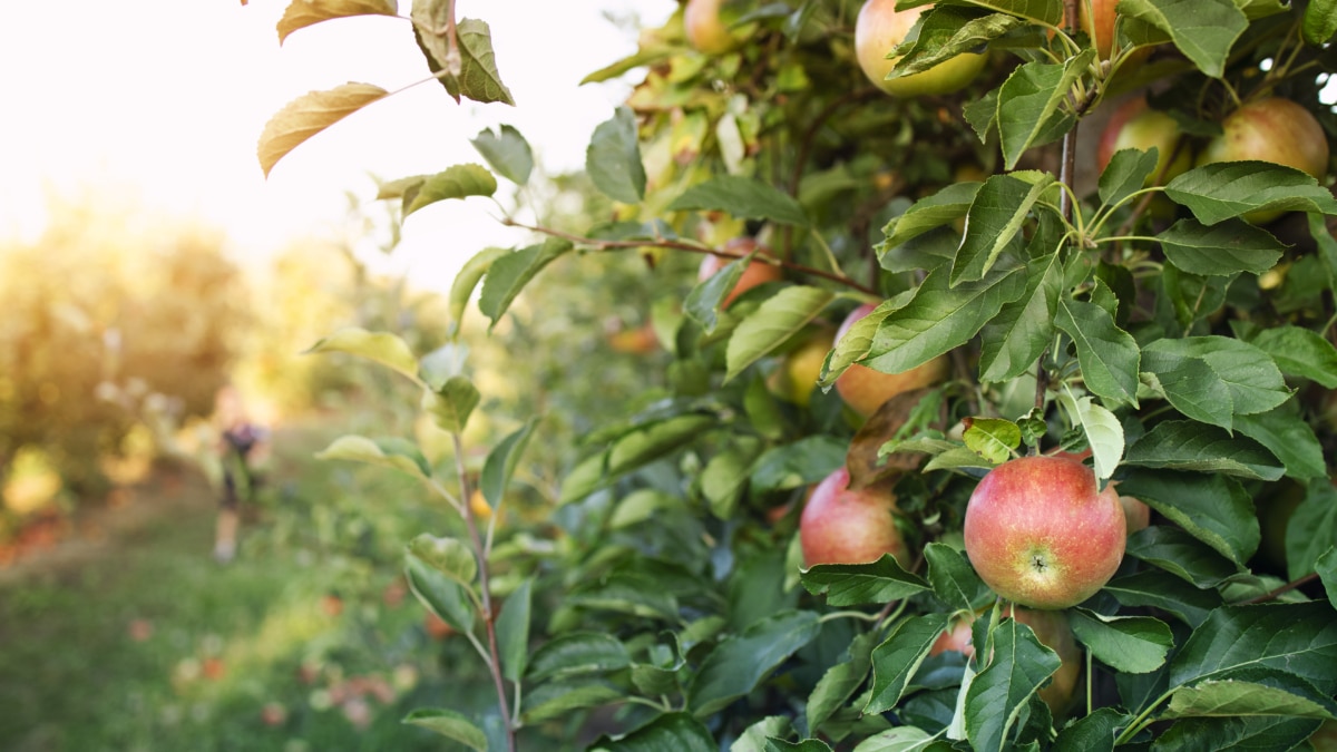 Estos son los árboles frutales que puedes plantar en tu jardín