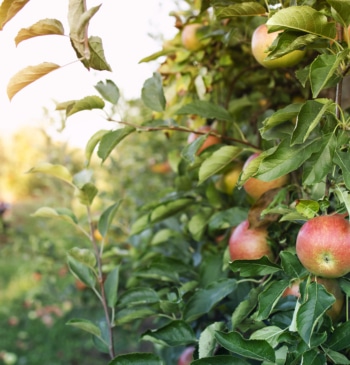 Estos son los árboles frutales que puedes plantar en tu jardín