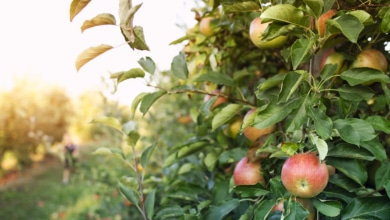 Estos son los árboles frutales que puedes plantar en tu jardín