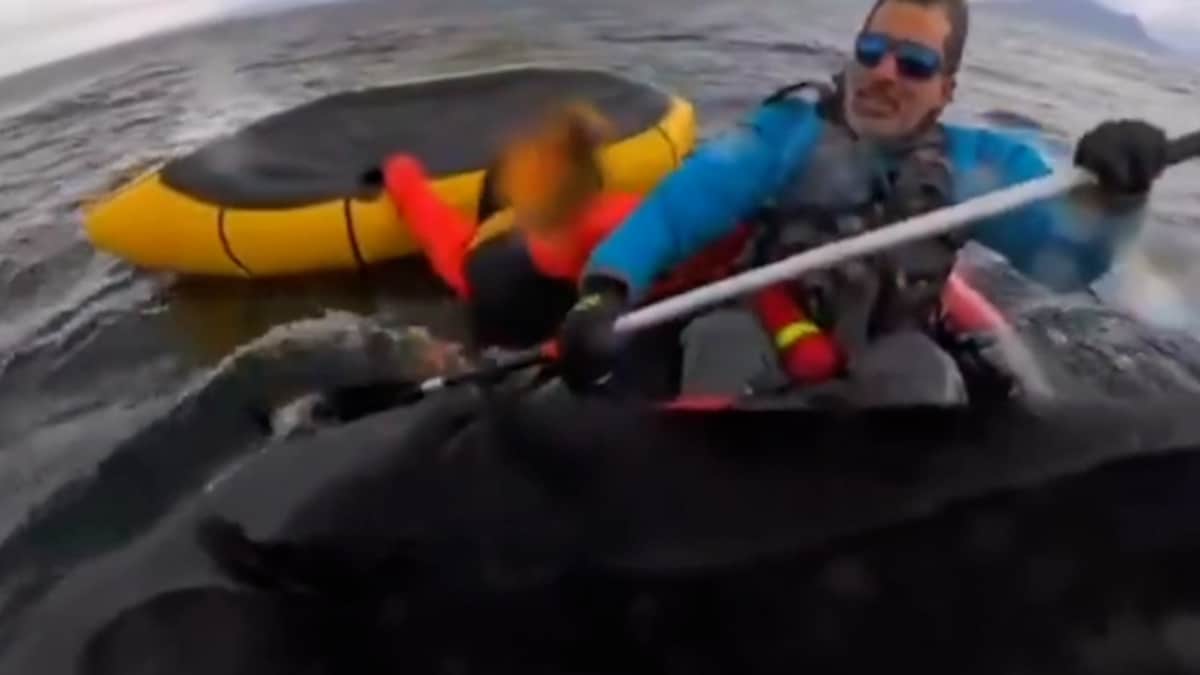 Hombres haciendo kayak y aparece una ballena jorobada.