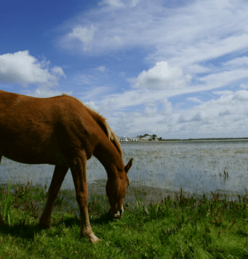 El viaje atrás en el tiempo de los ganaderos de Doñana para [...]