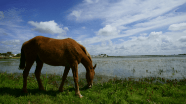 El viaje atrás en el tiempo de los ganaderos de Doñana para recuperar genéticamente al caballo de las marismas