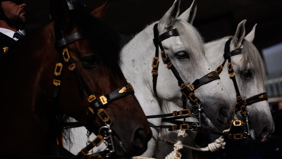 Tres caballos de la Policía Nacional durante los actos organizados con motivo de la celebración del Día de la Policía Nacional