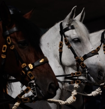 La polémica de los pañales para caballos de la Policía en el [...]