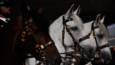 La polémica de los pañales para caballos de la Policía en el Retiro