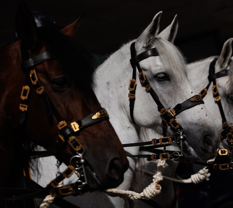 La polémica de los pañales para caballos de la Policía en el Retiro