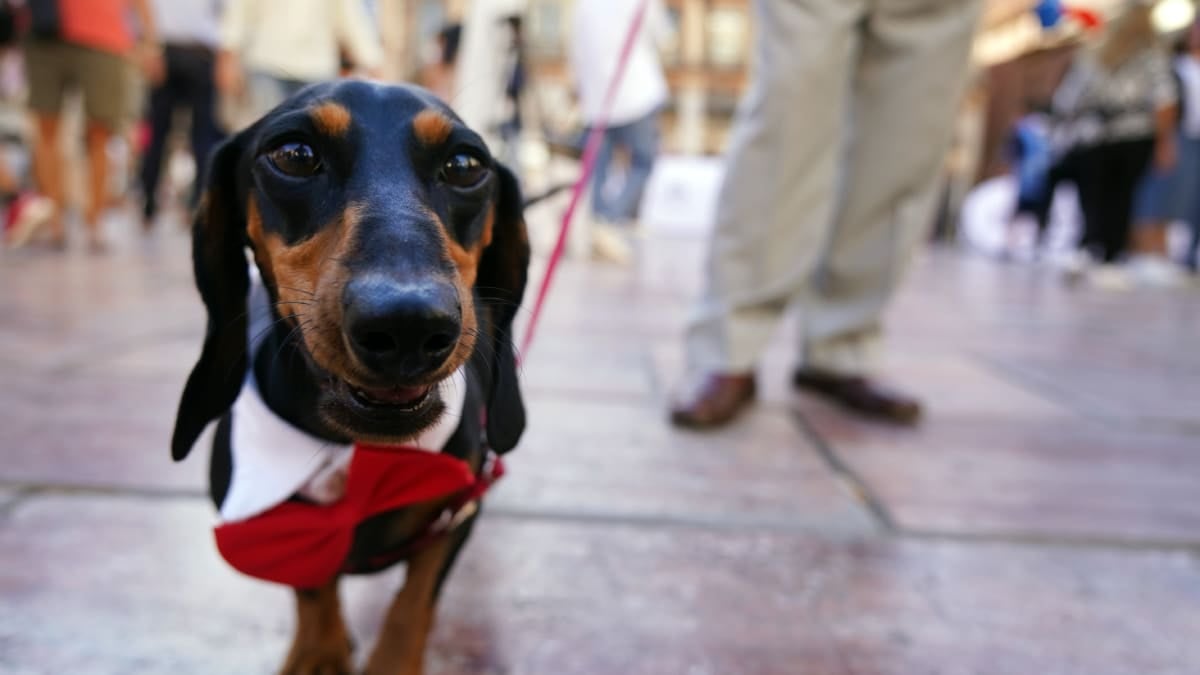 Declaración de la renta 2024: conoce los gastos que podrás deducirte si tienes mascota