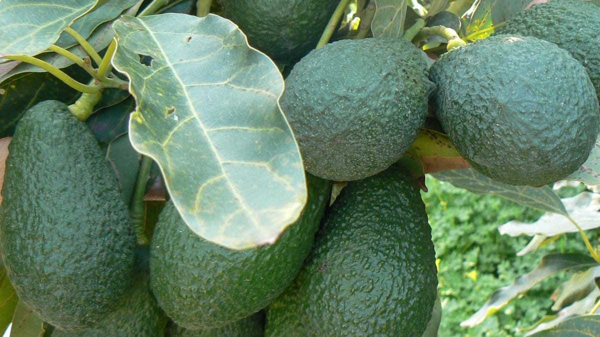 Producción de aguacates en Valencia