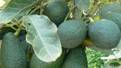 Valencia se renueva: se prevé un  crecimiento en la producción de aguacates del 10%