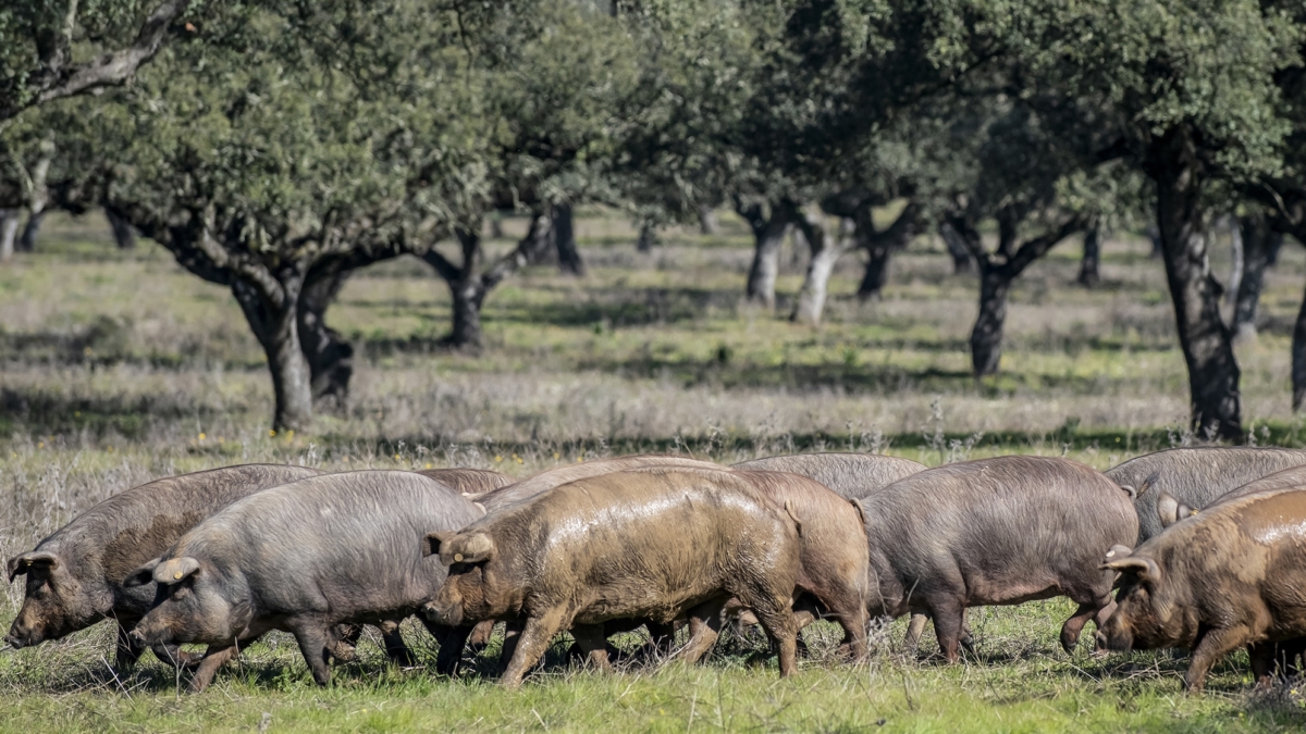 Montanera en Badajoz.